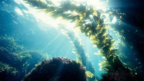 Unlocking the Secrets of Magic Seaweed: How it Creates Walls in the Ocean